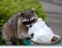 How to Keep Animals Out of Outdoor Trash